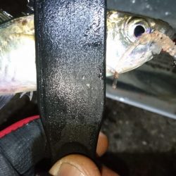 今夜はアジング！！