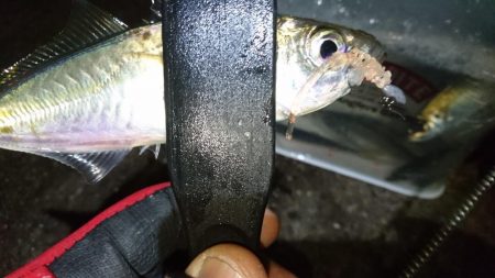 今夜はアジング！！