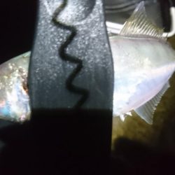 クリスマスアジング