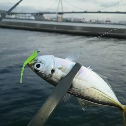 アジ釣り