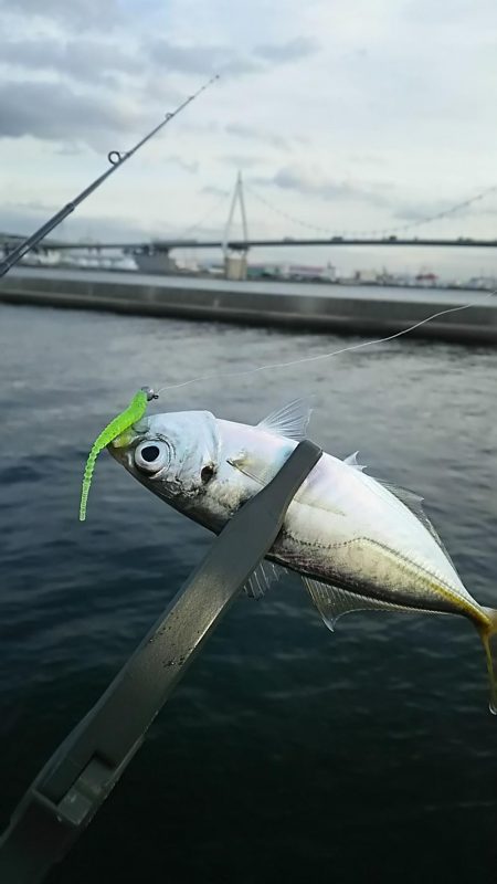 アジ釣り