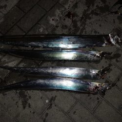 この時期に太刀魚つ抜け　