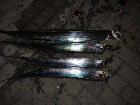 この時期に太刀魚つ抜け　