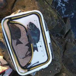 太地でグレ釣り