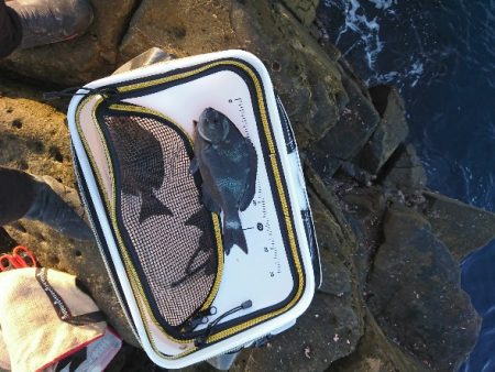 太地でグレ釣り