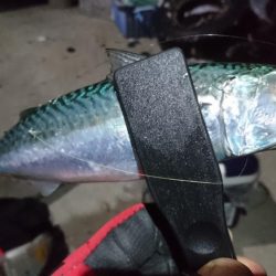 淡路でアジング！！