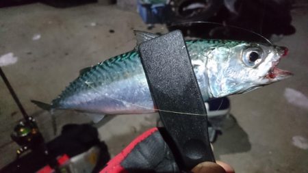 淡路でアジング！！