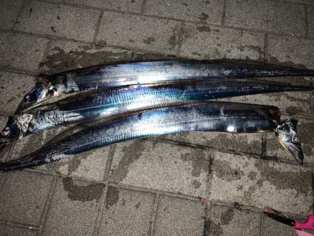 この時期に太刀魚つ抜け　