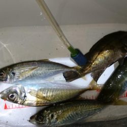 メバリング？アジング？！