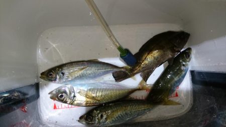 メバリング？アジング？！