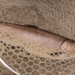 フィッシングレイクたかみや 釣果