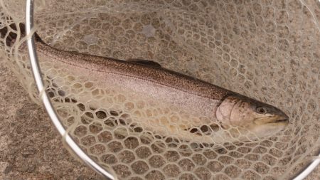 フィッシングレイクたかみや 釣果