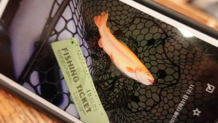 フィッシングレイクたかみや 釣果