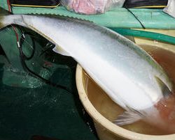 恵陽丸 釣果