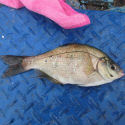 オリジナルメーカー海づり公園(市原市海づり施設) 釣果