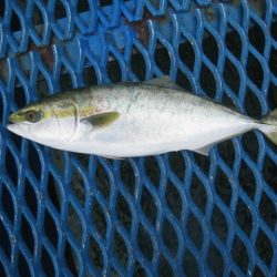 オリジナルメーカー海づり公園(市原市海づり施設) 釣果