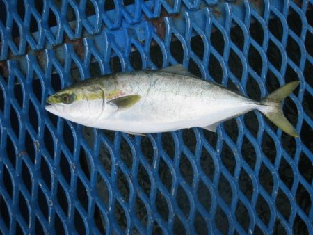 オリジナルメーカー海づり公園(市原市海づり…