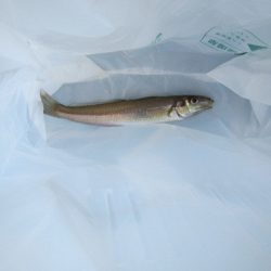 オリジナルメーカー海づり公園(市原市海づり施設) 釣果