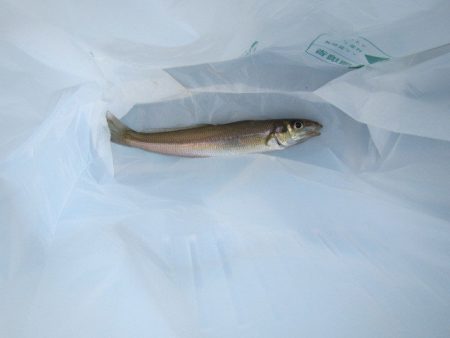 オリジナルメーカー海づり公園(市原市海づり施設) 釣果