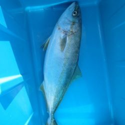 オリジナルメーカー海づり公園(市原市海づり施設) 釣果