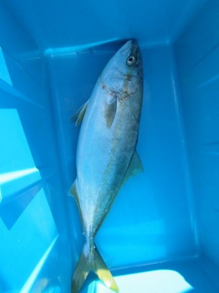 オリジナルメーカー海づり公園(市原市海づり施設) 釣果