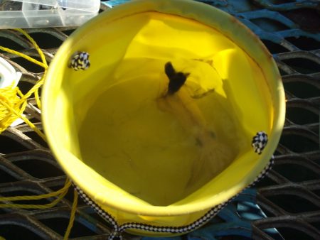 オリジナルメーカー海づり公園(市原市海づり施設) 釣果