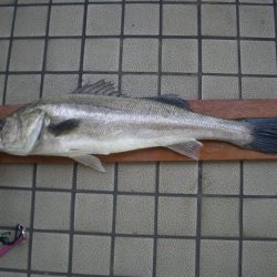 オリジナルメーカー海づり公園(市原市海づり施設) 釣果