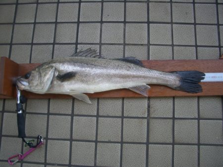 オリジナルメーカー海づり公園(市原市海づり施設) 釣果