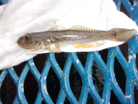 オリジナルメーカー海づり公園(市原市海づり施設) 釣果