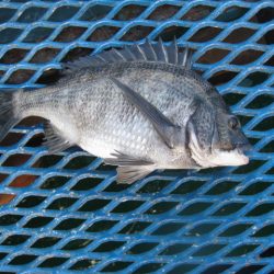 オリジナルメーカー海づり公園(市原市海づり施設) 釣果