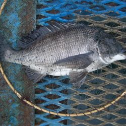 オリジナルメーカー海づり公園(市原市海づり施設) 釣果