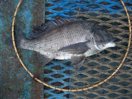 オリジナルメーカー海づり公園(市原市海づり施設) 釣果