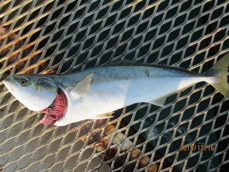 下関フィッシングパーク 釣果