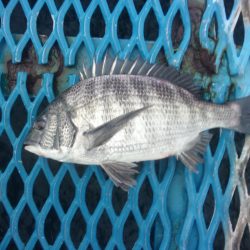 オリジナルメーカー海づり公園(市原市海づり施設) 釣果