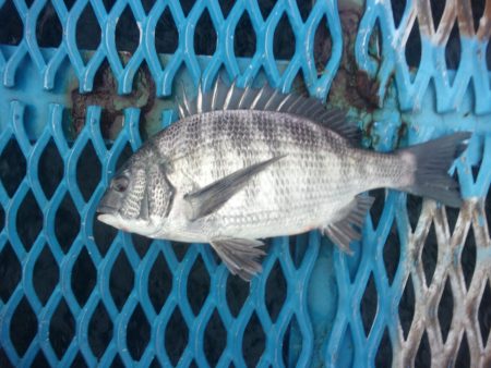 オリジナルメーカー海づり公園(市原市海づり施設) 釣果