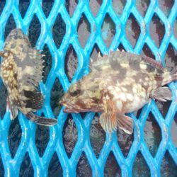 オリジナルメーカー海づり公園(市原市海づり施設) 釣果