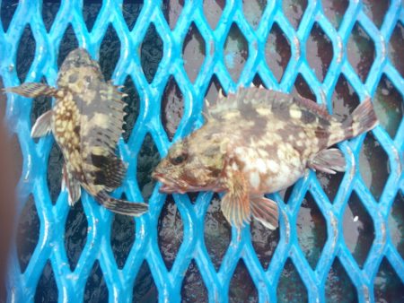 オリジナルメーカー海づり公園(市原市海づり施設) 釣果