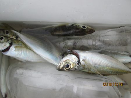 下関フィッシングパーク 釣果