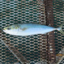 下関フィッシングパーク 釣果