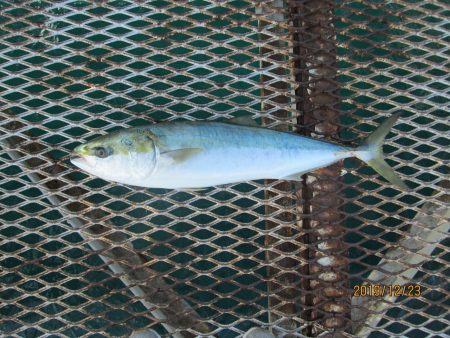 下関フィッシングパーク 釣果