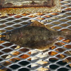 下関フィッシングパーク 釣果