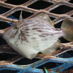 オリジナルメーカー海づり公園(市原市海づり施設) 釣果