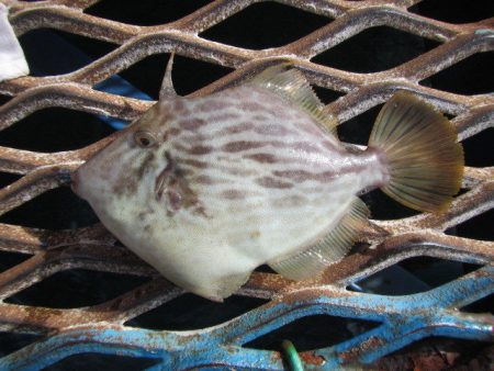 オリジナルメーカー海づり公園(市原市海づり施設) 釣果