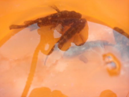 オリジナルメーカー海づり公園(市原市海づり施設) 釣果