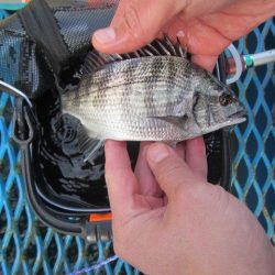 オリジナルメーカー海づり公園(市原市海づり施設) 釣果