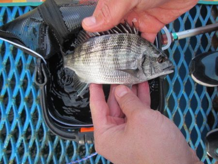 オリジナルメーカー海づり公園(市原市海づり施設) 釣果