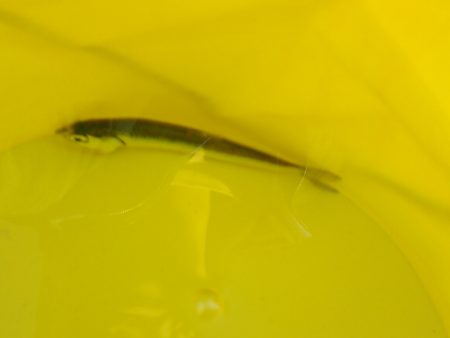 オリジナルメーカー海づり公園(市原市海づり施設) 釣果