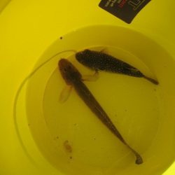 オリジナルメーカー海づり公園(市原市海づり施設) 釣果