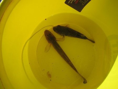 オリジナルメーカー海づり公園(市原市海づり施設) 釣果