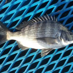 オリジナルメーカー海づり公園(市原市海づり施設) 釣果